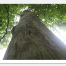 고목나무 이미지