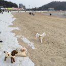 더위크앤리조트 애견동반 더 테라스 스위트 펫룸 후기 체크인 팁