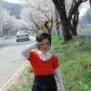 4월12일 금산사 벚꽃 이미지