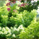 장미정원 이미지