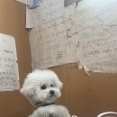 쌍둥이네 애견 이미지