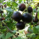 경인목장 이미지