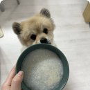 미음펫푸드 이미지