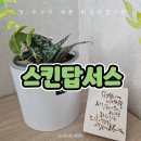 올리사랑실버홈 | 무늬에 반해 키우기 쉬운 희귀관엽식물 하트 필로덴드론&amp;스킨답서스실버레이디🌿