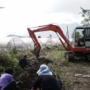 철원고구마 이미지