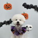 보들 반려견 미용실 이미지