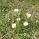 민들레 약국 이미지