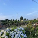 그리하오 | 제주 독채 ::제주 서쪽 감성숙소 그리하오 제주 가성비 독채,나만 알고싶은 숙소