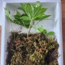 삼봉농원 이미지