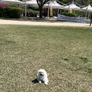 돼지한마당 이미지