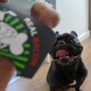 개뼈다구 이미지