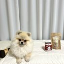 댕댕벅스 이미지