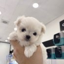 미유펫 강아지고양이 수원점 네이버블로그