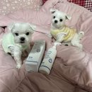 바디플러스 | 강아지 샴푸 보습 및 냄새제거에 탁월한 페토세라 바디워시 모이스처 플러스 강아지 샴푸 후기