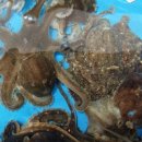 몽산포항 이미지