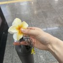 간결한 대답 | [미국음대유학준비] F-1 비자 인터뷰 후기(예상 질문 리스트, 비자 사진)