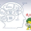 월드컵 남녀탐구생활 - 남자의 뇌 여자의 뇌 이미지