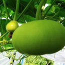 신기한농장 이미지