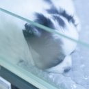 내 품안의 반려견(강서점) 이미지