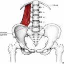 요추 측만증·디스크의 핵심! 요방형근(Quadratus Lumborum) Trigger Point를 놓치지 마세요 이미지
