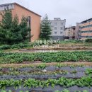 농협서충주만정점 | [토지매매] 충주 대소원면 만정리 교통대학교 앞 상업용지·근린생활시설 부지