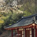 오봉정사 | 구례 가볼만한곳 벚꽃 드라이브 구례 백리벚꽃길 오봉정사