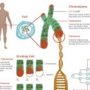 텔로미어 텔로머레이스 뜻 DNA 노화 비밀 핵심요소 이미지
