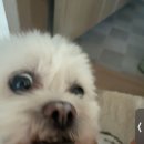 강아지 보습제 추천, 퓨어프렌즈 퓨어밸런스 펫 인텐시브 크림 후기