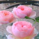 마라향기 이미지