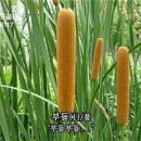 스시익스프레스 이미지