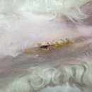 고은동물병원 이미지