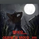 이리 이미지
