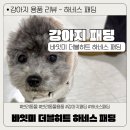 비히트 | 강아지 패딩, 바잇미 더블히트 하네스 패딩 내돈내산 후기