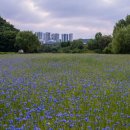 한강근린공원 이미지