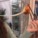 롯데리아(임실점) | [천호역 맛집] 월요일 - 나의 천호 최애 맛집 솔직 후기