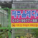 올레다육