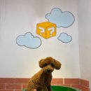 개털깎는마리오 이미지