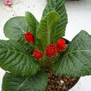 진달래농장 이미지