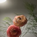 1549 | 핸드타이드 꽃다발 만들기 / 어니스트플라워 럭키박스 내돈내산 후기 / 친구초대코드 앤틱리시안셔스1549