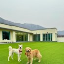 펫하우스 동물병원 이미지