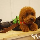 착한퍼피 이미지