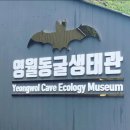 영월동굴생태관 | 강원도<영월동굴생태관>, 박쥐 실물 보고 놀란 후기