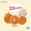 하이통키 | 임신 22주차 일상 / 일본 도쿄 태교여행, 배크기
