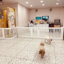 킁킁멍멍 이미지