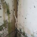 털뭉치들 | 우리 집 털뭉치들, 갑자기 물난리 겪을 뻔한 아찔한 순간!