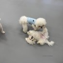 밤밤 애견유치원 이미지