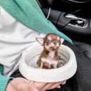 동물병원루니 | 단모치와와분양 후기 라펫에서 만난 단모치와와 루니 이야기