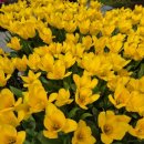 영농조합법인정원농장 이미지