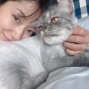 껌딱지펫 이미지