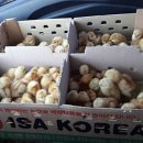 성진부화장 이미지